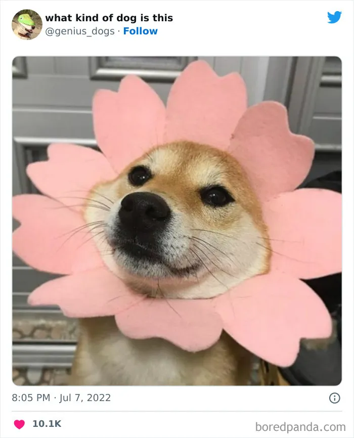 "¿Qué tipo de perro es este?": 35 divertidas fotos de perros que te harán sonreír (nuevas fotos)