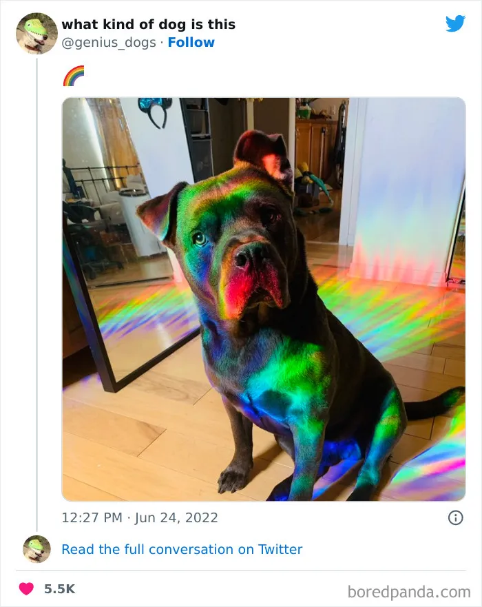 "¿Qué tipo de perro es este?": 35 divertidas fotos de perros que te harán sonreír (nuevas fotos)