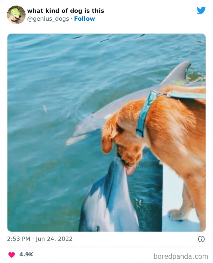 "¿Qué tipo de perro es este?": 35 divertidas fotos de perros que te harán sonreír (nuevas fotos)