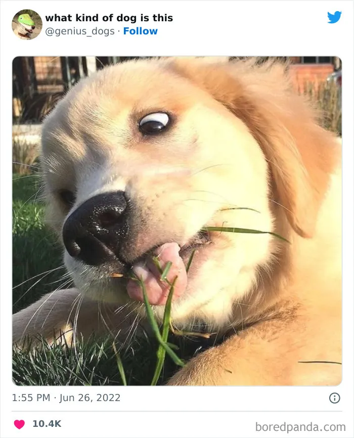 "¿Qué tipo de perro es este?": 35 divertidas fotos de perros que te harán sonreír (nuevas fotos)