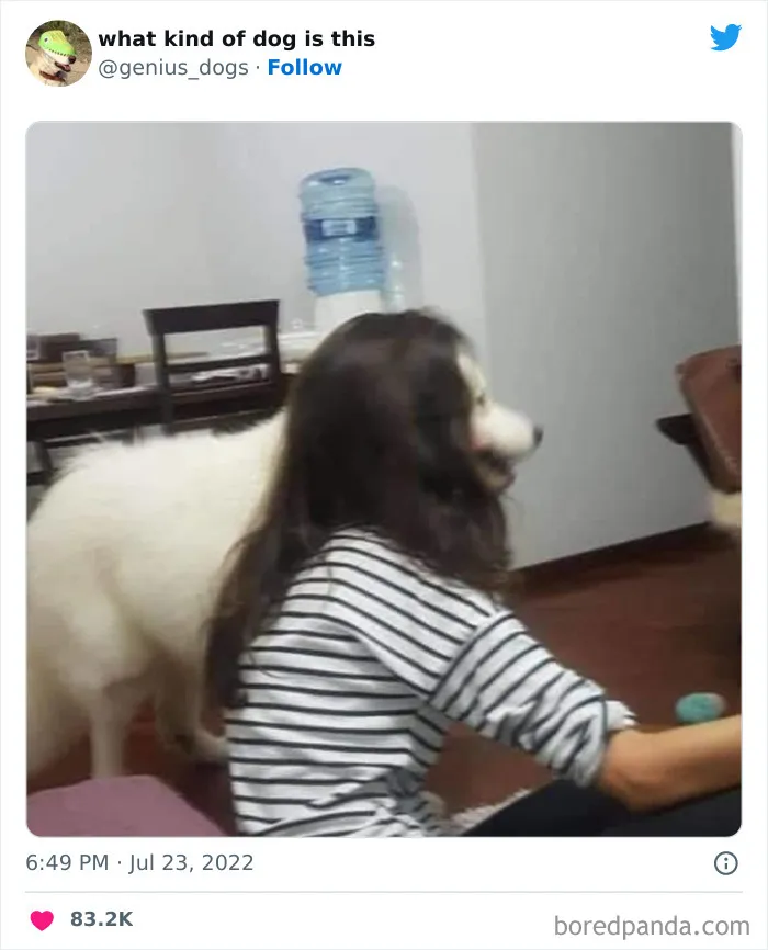 "¿Qué tipo de perro es este?": 35 divertidas fotos de perros que te harán sonreír (nuevas fotos)