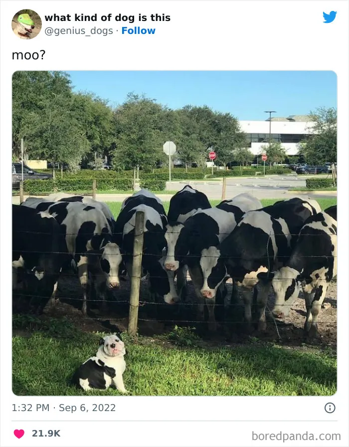 "What Kind Of Dog Is This": 50 Hilarious Dog Photos To Put A Smile On Your Face, As Shared On This Twitter Page (New Pics)