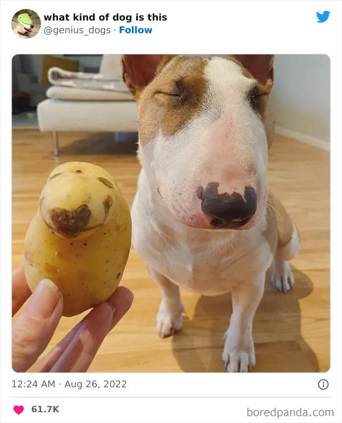 "¿Qué tipo de perro es este?": 35 divertidas fotos de perros que te harán sonreír (nuevas fotos)