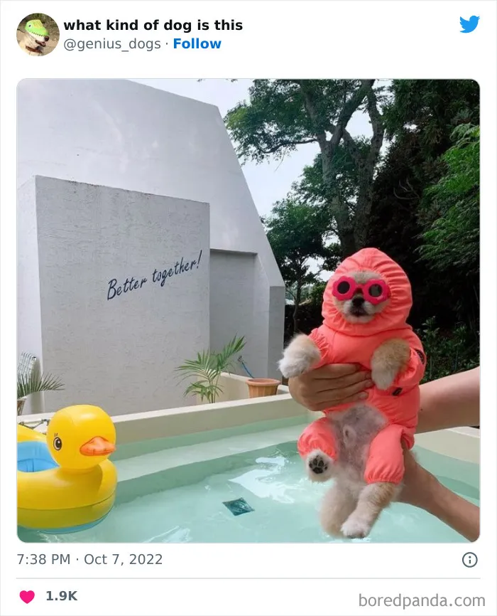 "¿Qué tipo de perro es este?": 35 divertidas fotos de perros que te harán sonreír (nuevas fotos)