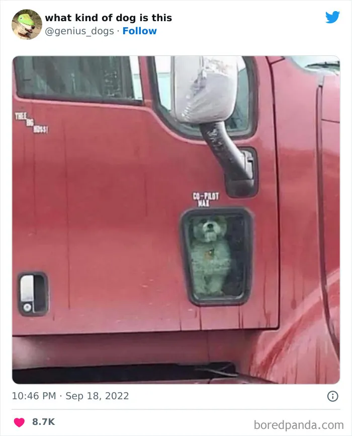 "What Kind Of Dog Is This": 50 Hilarious Dog Photos To Put A Smile On Your Face, As Shared On This Twitter Page (New Pics)