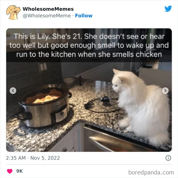 50 Wholesome Memes As Shared By This Page To Brighten Up Your Day (New Pics)