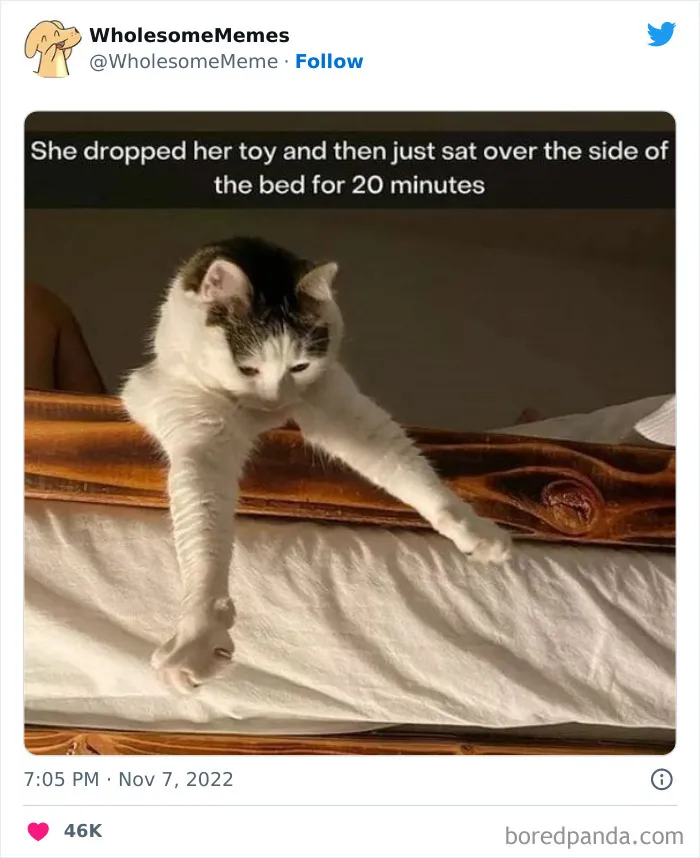 50 Wholesome Memes As Shared By This Page To Brighten Up Your Day (New Pics)