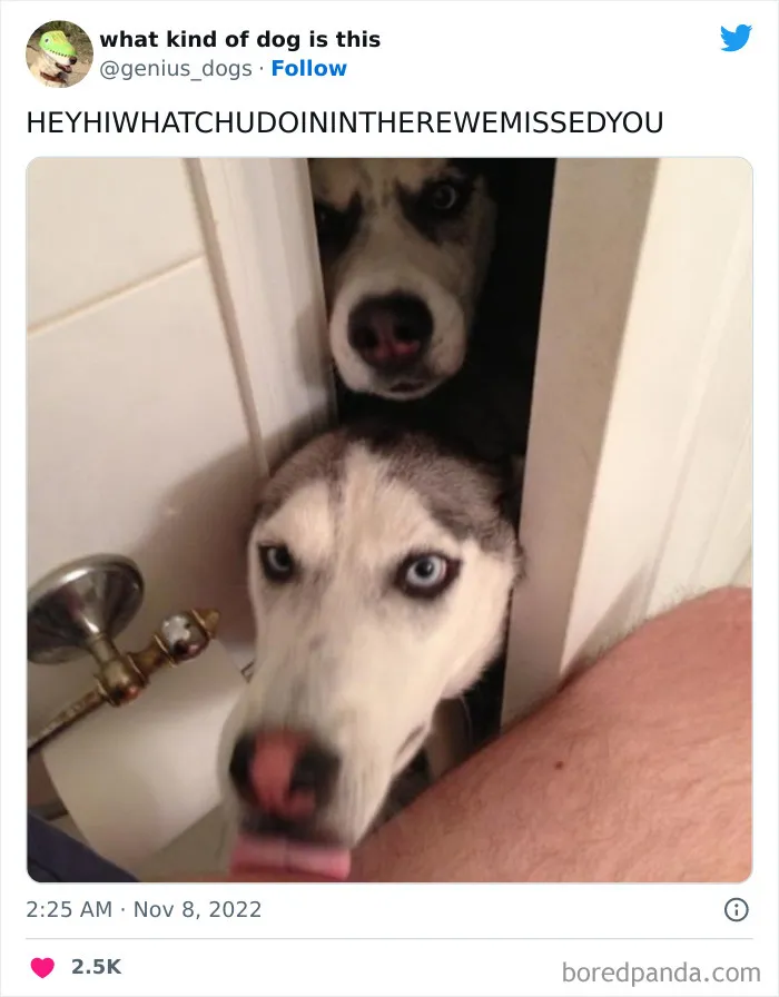 "What Kind Of Dog Is This": 50 Hilarious Dog Photos To Put A Smile On Your Face, As Shared On This Twitter Page (New Pics)