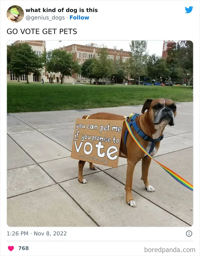 "What Kind Of Dog Is This": 50 Hilarious Dog Photos To Put A Smile On Your Face, As Shared On This Twitter Page (New Pics)