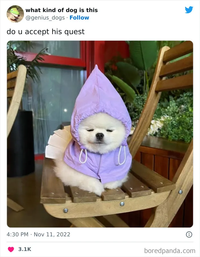 "What Kind Of Dog Is This": 50 Hilarious Dog Photos To Put A Smile On Your Face, As Shared On This Twitter Page (New Pics)