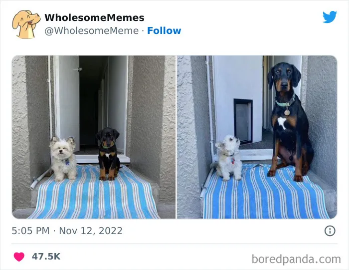 25 Memes reconfortantes para alegrarte el día (nuevas imágenes)