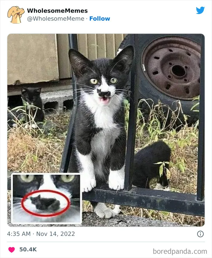 Wholesome-Memes-Pics