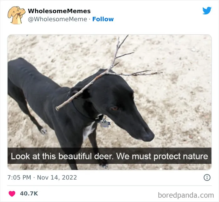 50 Wholesome Memes As Shared By This Page To Brighten Up Your Day (New Pics)