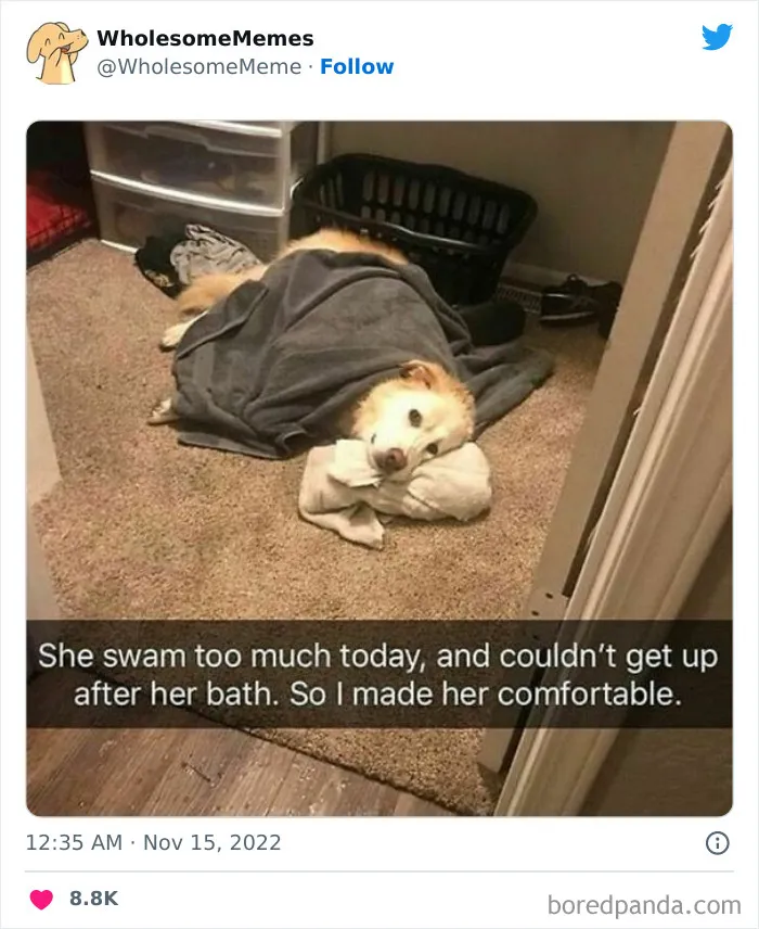 50 Wholesome Memes As Shared By This Page To Brighten Up Your Day (New Pics)