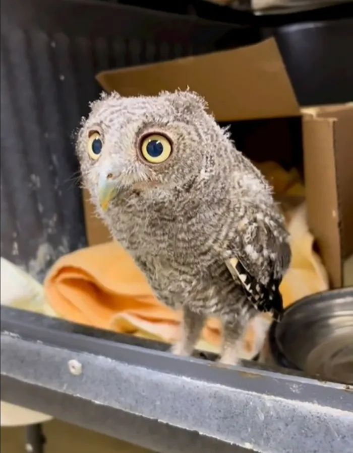 Baby owl with big eyes standing on a metal surface, showcasing one of the lesser-known facts about animals that made people say aww