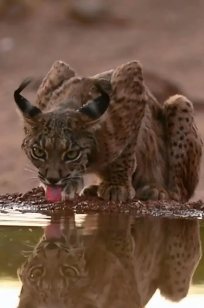 The Wild Iberian Lynx Population Has Increased Tenfold In The Last Two Decades, From 94 Individuals In 2002 To 1,111 Lynxes In 2021, A True Success Story Owing To Conservation Efforts And Public Awareness. Listed As "Endangered", The Lynx Lives In Fragmented Wilderness Areas In Spain And Portugal