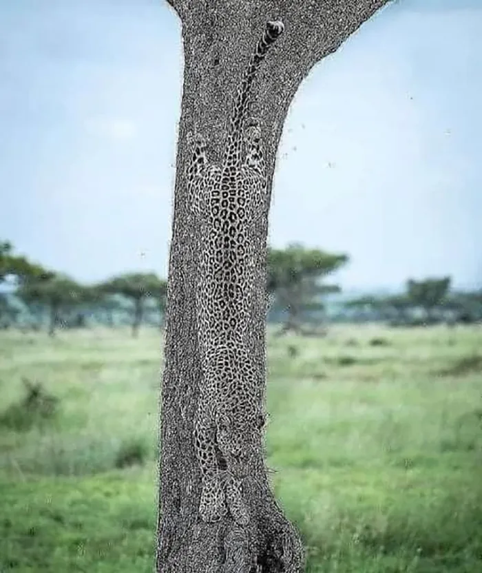 Took Me A Second To See It. Mother Nature Is Amazing
