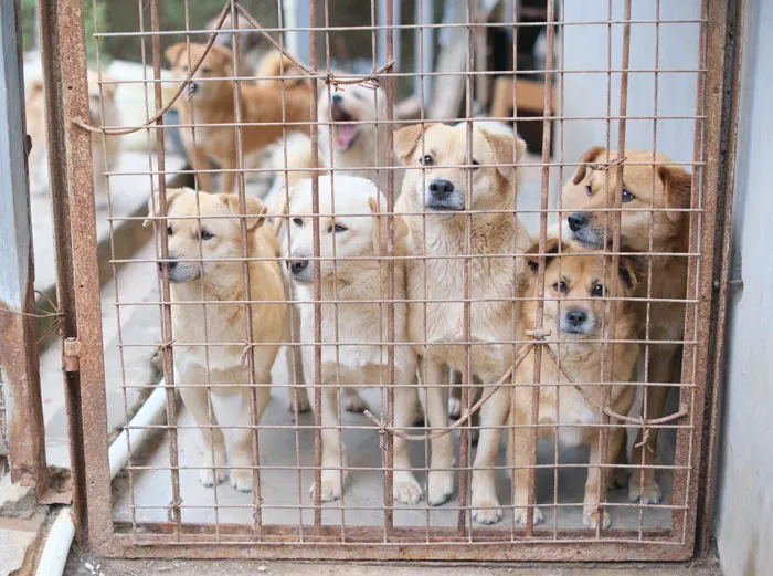 Foster A Shelter Animal