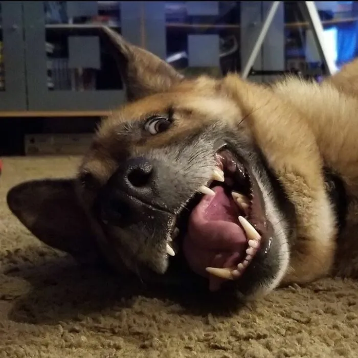 Kylo Was Feeling A Little Silly