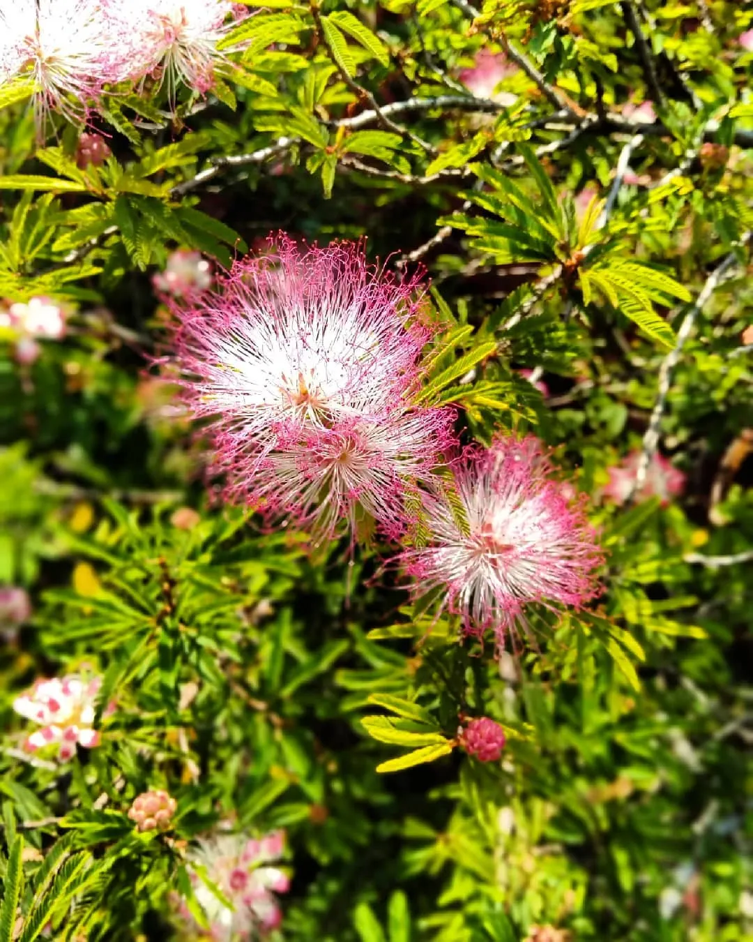 Some Photos Of Flowers And Nature
