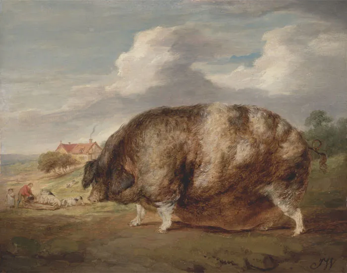 Gloucestershire Old Spot (1800-1805) By James Ward