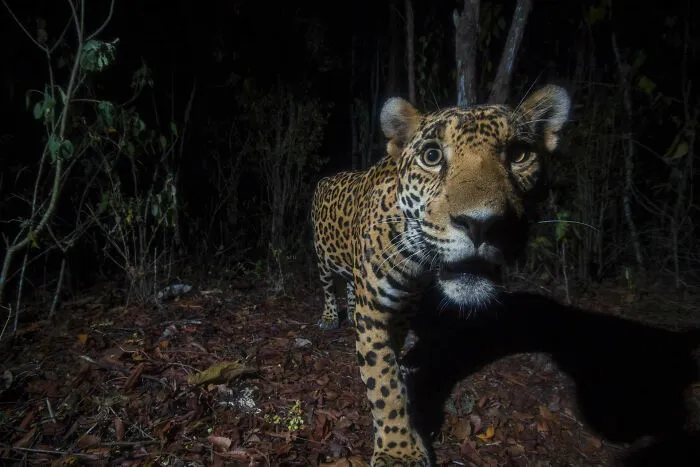 "Balam—the Endangered King Of The Mayan", Winner, Photographer Of The Year – Portfolio