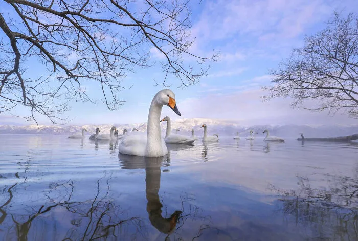 "Tranquillity", Jury Selection, Wildscape & Animals In Their Habitat