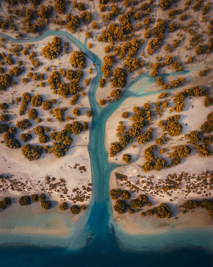 Tree Of Life - Amar Habeeb, Uae