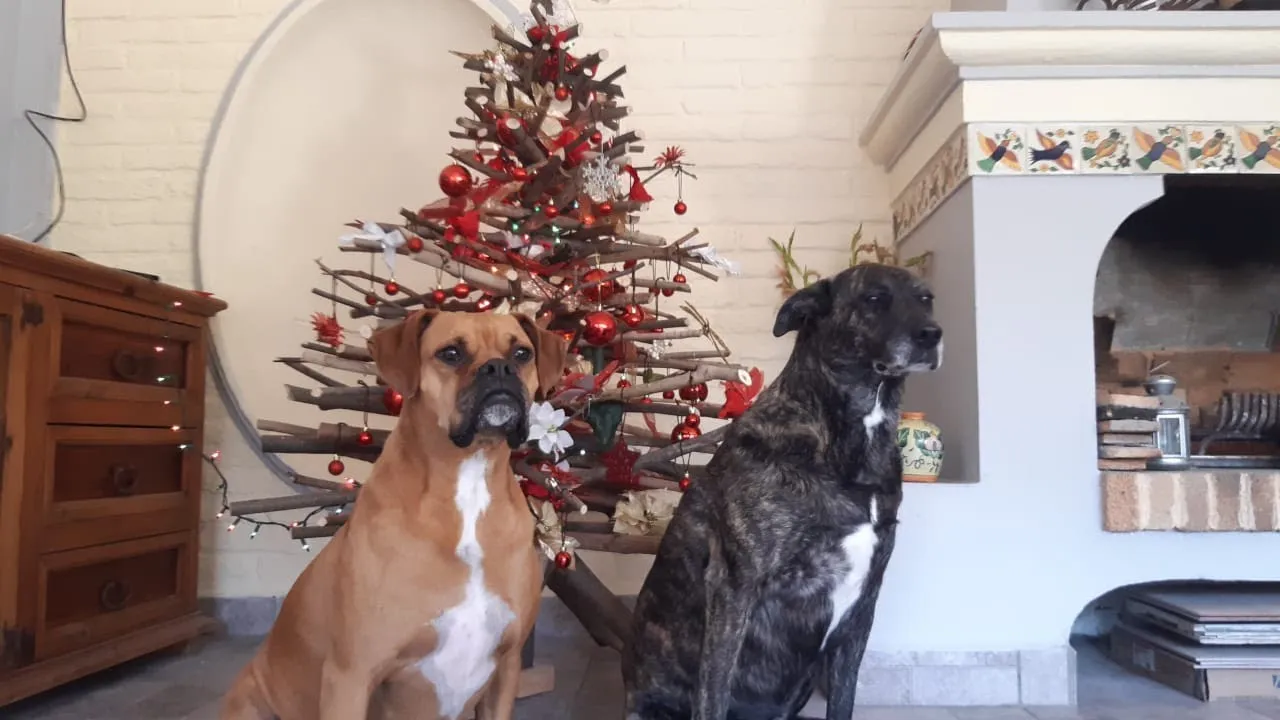 Christmas Tree DIY From Sticks Basically Free!