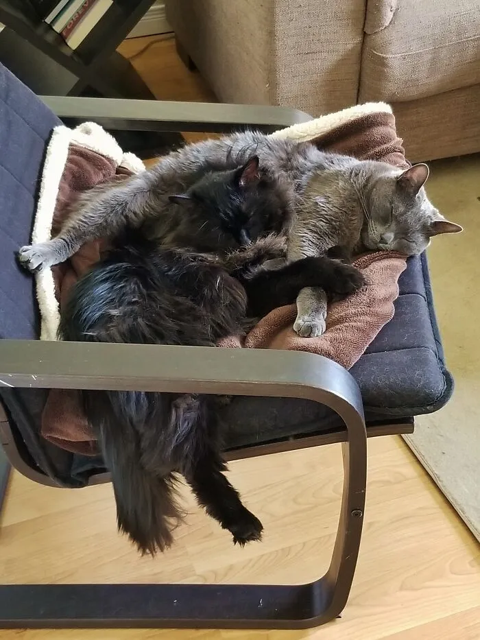 Snuggle Buddies