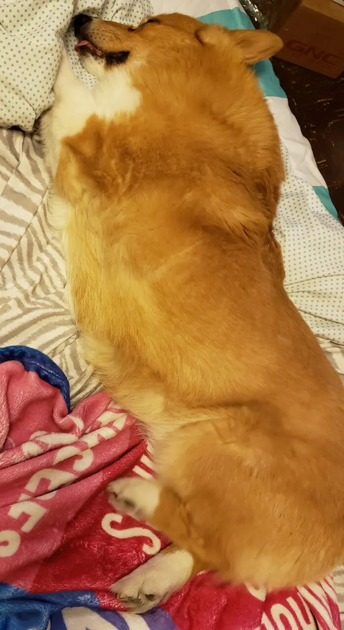 My Sweet Boy! It's Been A Little Over A Year Since He Crossed The Bridge ❤