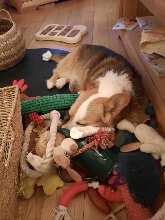 Woofles The Corgi