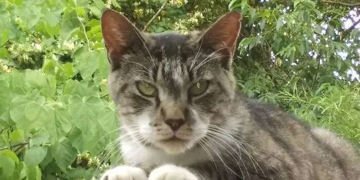Cici At 14