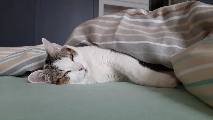 Good Morning, Miea!