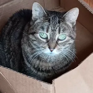 Madam Puddyfoot