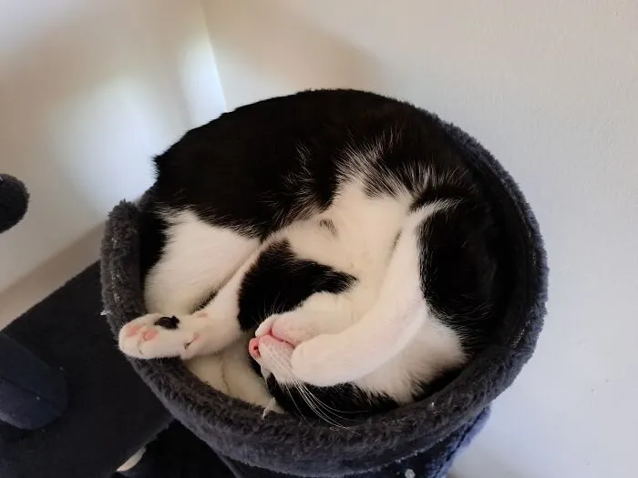 My Twisted Oreo