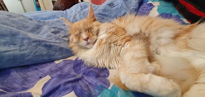 Sleepy Kitty