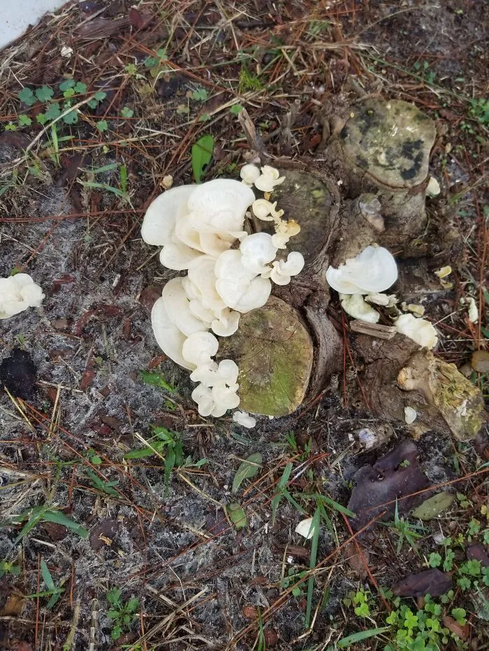 I Found These Mushrooms Growing In My Backyard  Captivating