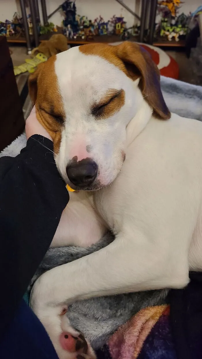 My New Puppy Pandora Asleep In My Hand