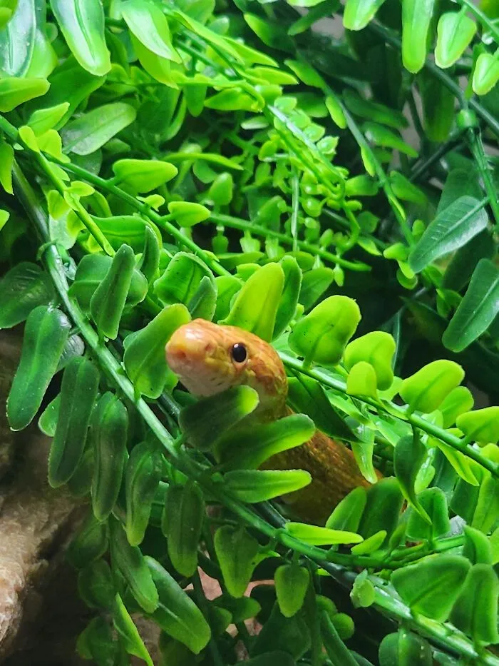 My Cute Little Corn Snake, Pharoah :)