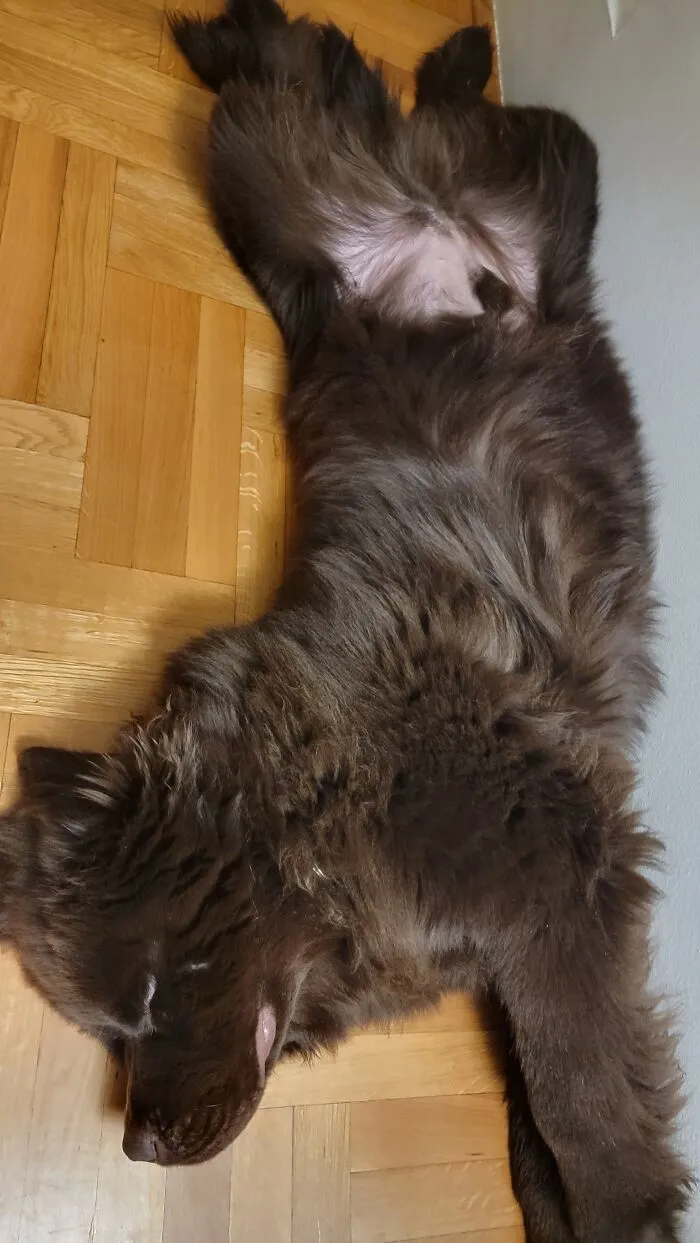 Newfoundlands Often Sleep On Their Backs