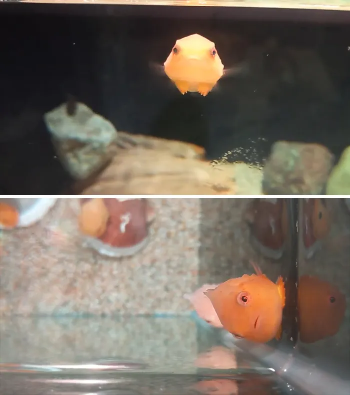 Close-up of a small orange fish in aquarium water showcasing lesser-known facts about animals that made people say aww.
