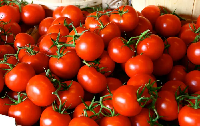 Tomates crudos