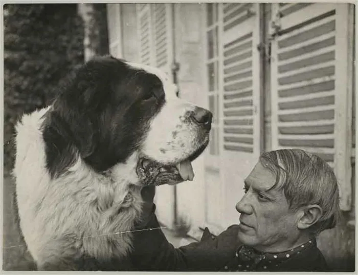 Pablo Picasso Was An Animal Lover Who Had A Monkey, Goat, Owl, Turtle, Lots Of Cats And Dogs