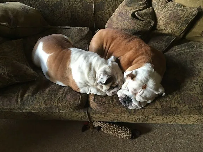 Football Players Stole A Living Bulldog That Was Their Rival’s Mascot And Forced It To Defend Itself Against Another Dog