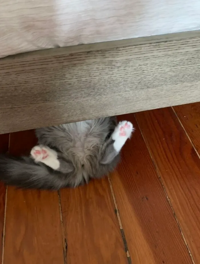 Millie’s Beans, “Sunny Side Up”
