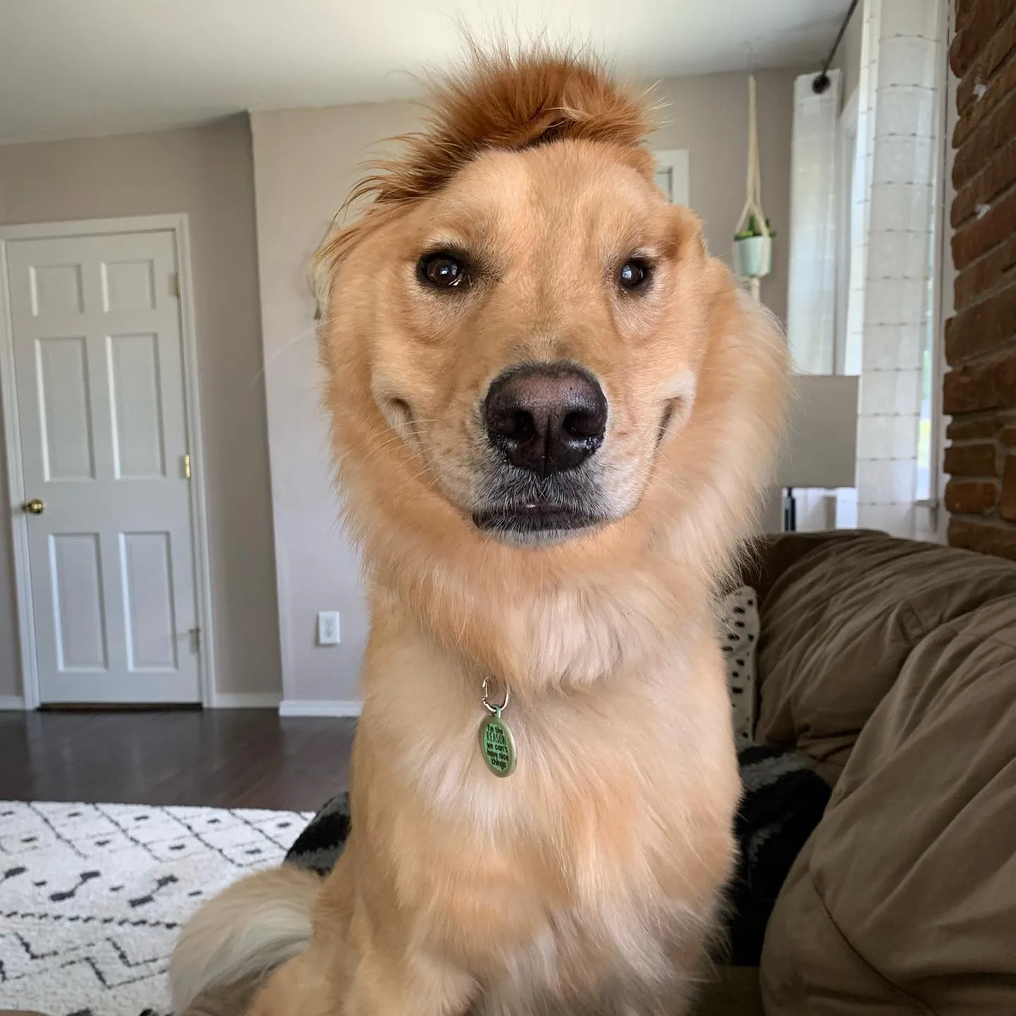 Meet Rae, The Unicorn Dog Who Appeared In Her Owner's Life To Save Her