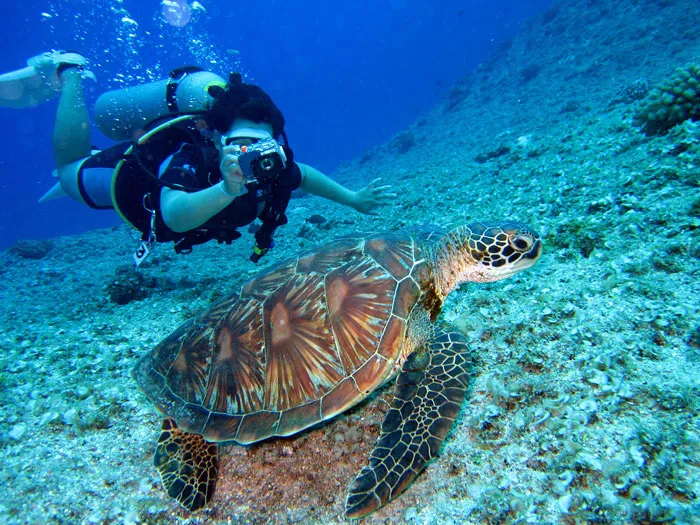Dive The Great Barrier Reef
