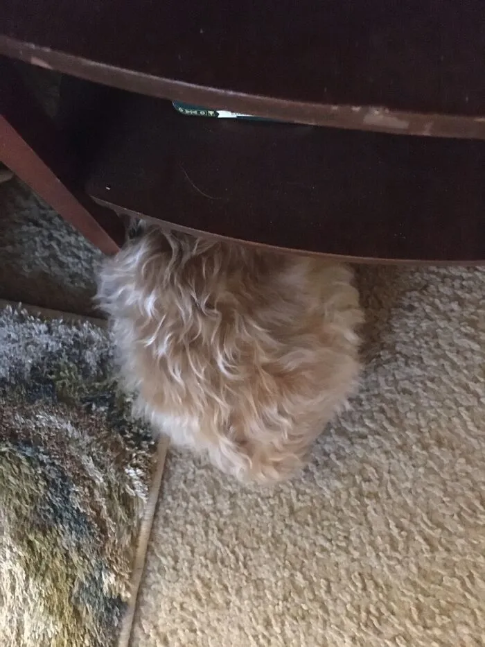 Not Good At Hide N Seek
