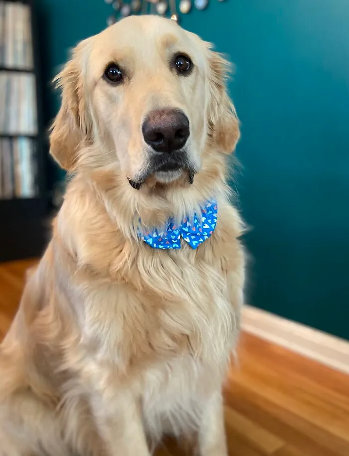Fred: Professional Actor, Comedian And Derp